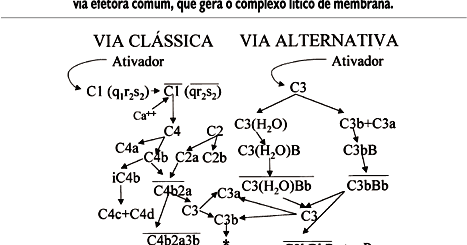 IMUNOLOGIA SISTEMA COMPLEMENTO EBOOK IMUNOLOGIA SISTEMA COMPLEMENTO EBOOK